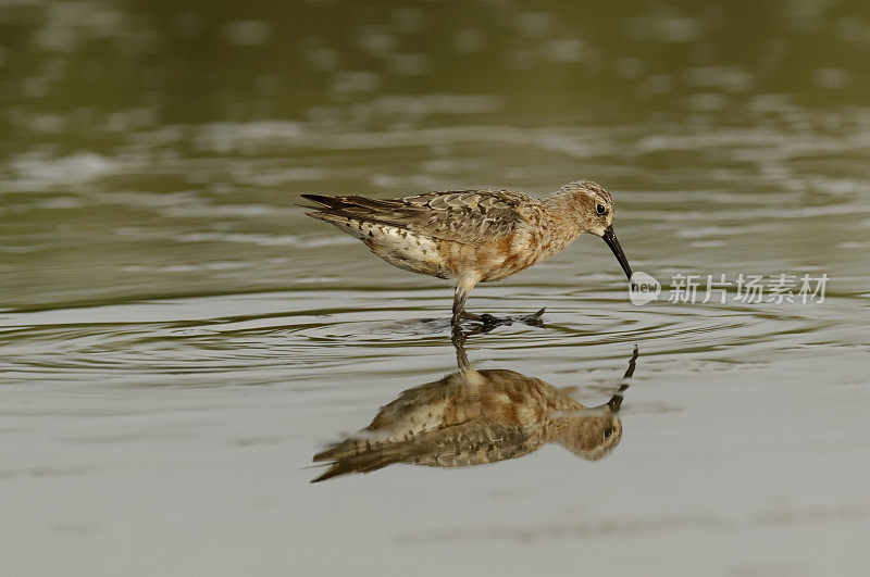 鹬(Calidris ferruginea)